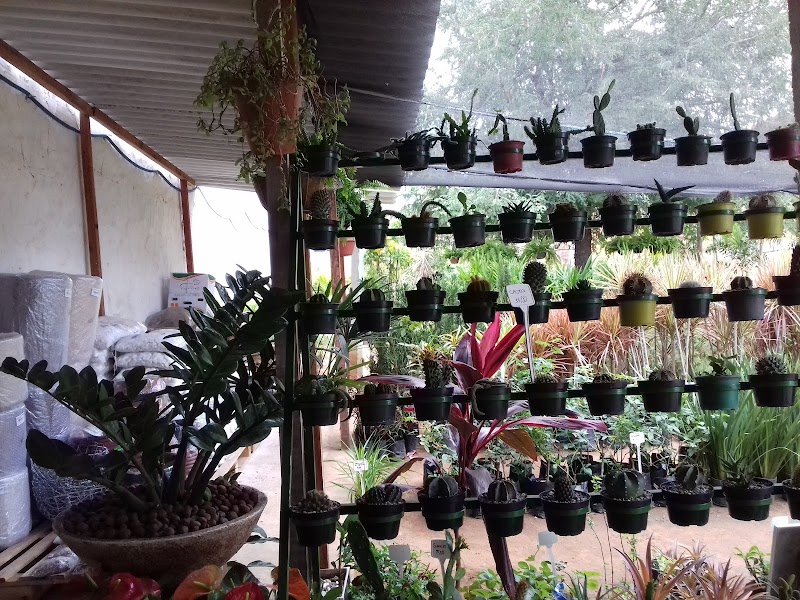 Jua Garden Plantas & Jardins