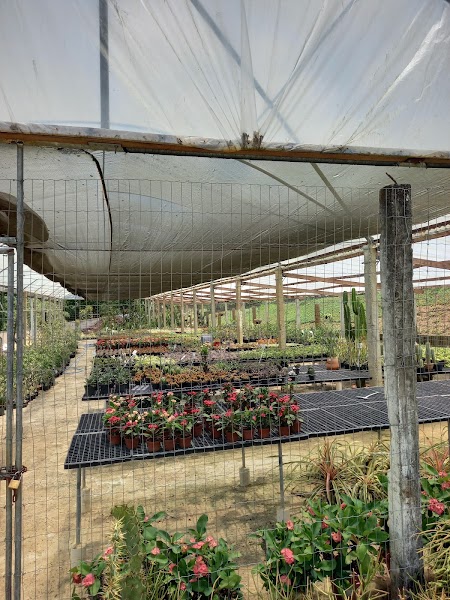 Atmosphera Plantas & Paisagismo