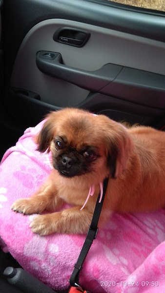 Doce Cão & Gato Clínica Veterinária