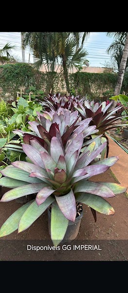 Inovar Jardinagem | Jardineiro | Paisagismo