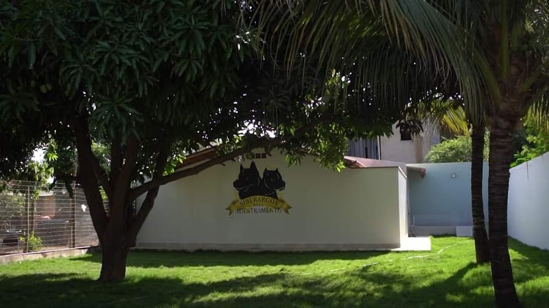 Adestramento de cães - Siberargos