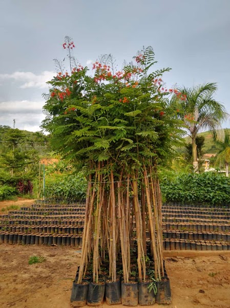 Top das Plantas - Dona Euzébia