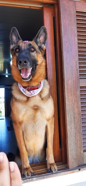 Vet.R Medicina Veterinária