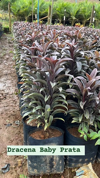 Dona Euzébia Plantas