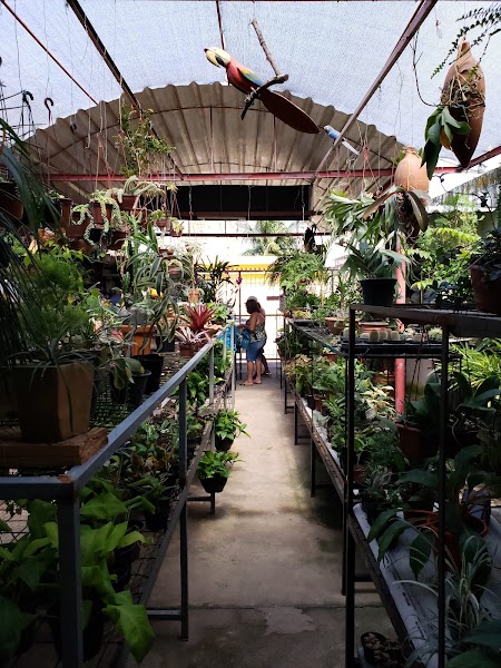 Sementeira Jardim Primavera