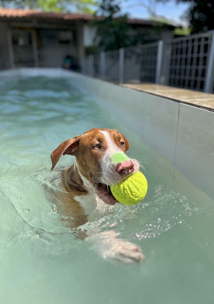 Prodog Centro de Treinamento Canino