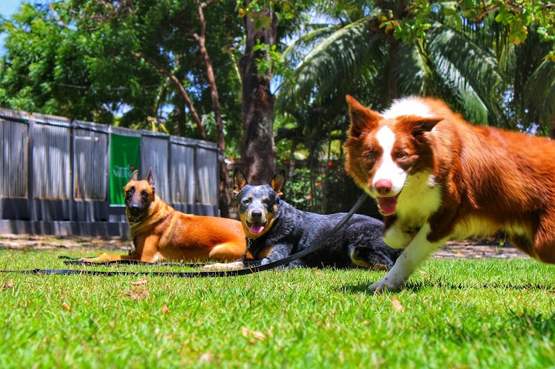 Santanna Adestramento e Hospedagem de Cães